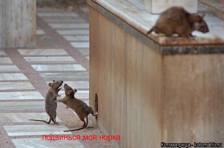 Котоматрица: подвинься моя норка