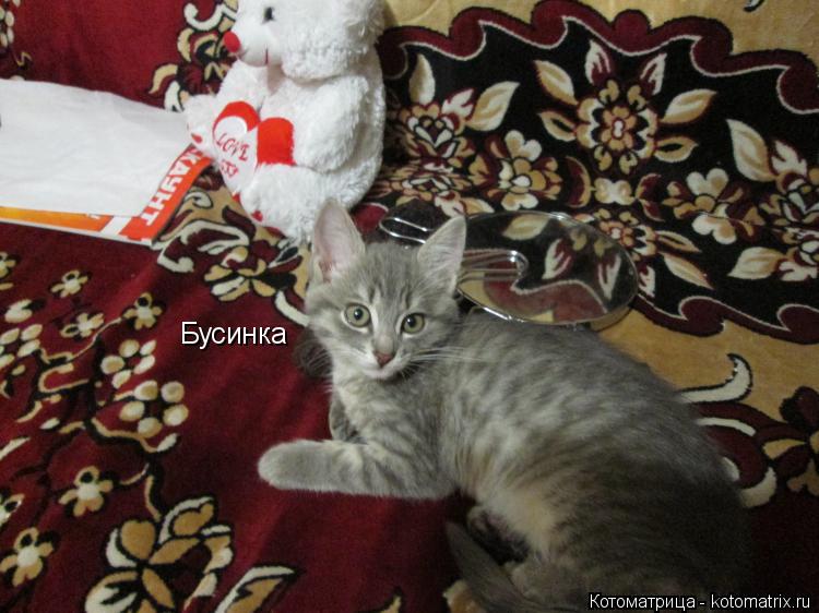 Бусинка... Котоматрица: Бусинка