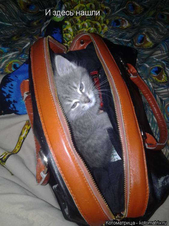 И здесь нашли... Котоматрица: И здесь нашли