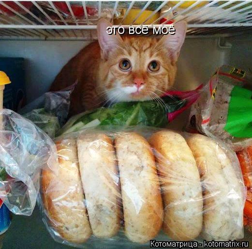 это всё моё... Котоматрица: это всё моё