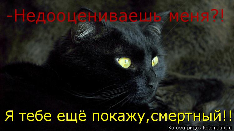 Котоматрица: -Недооцениваешь меня?! Я тебе ещё покажу,смертный!!