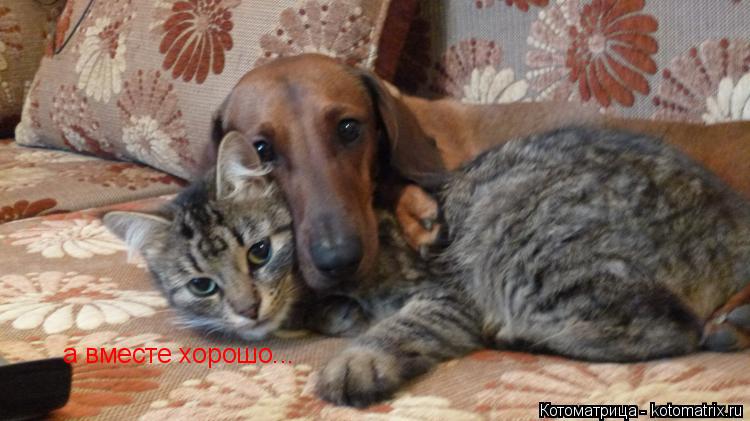 а вместе хорошо...... Котоматрица: а вместе хорошо...