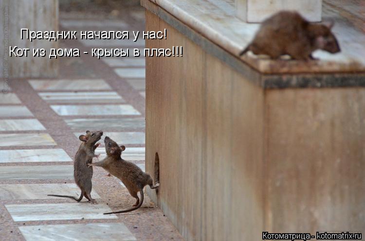 Праздник начался у нас! Кот из дома - крысы в пляс!!!... Котоматрица: Праздник начался у нас! Кот из дома - крысы в пляс!!!