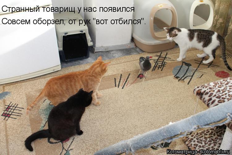 Котоматрица: Странный товарищ у нас появился Совсем оборзел, от рук "вот отбился".