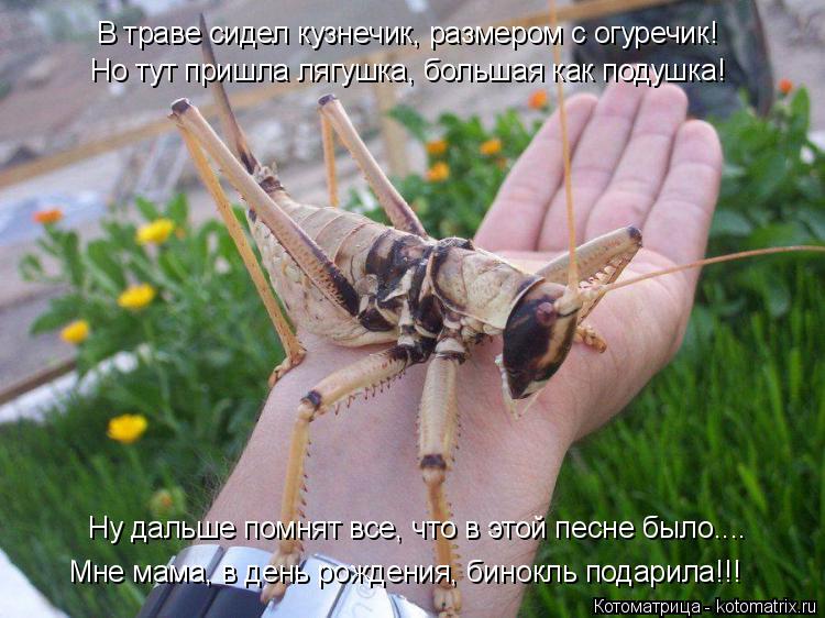 В траве сидел кузнечик, размером с огуречик! Но тут пришла лягушка, большая как подушка! Ну дальше по... Котоматрица: В траве сидел кузнечик, размером с огуречик! Но тут пришла лягушка, большая как подушка! Ну дальше помнят все, что в этой песне было.... Мне мам