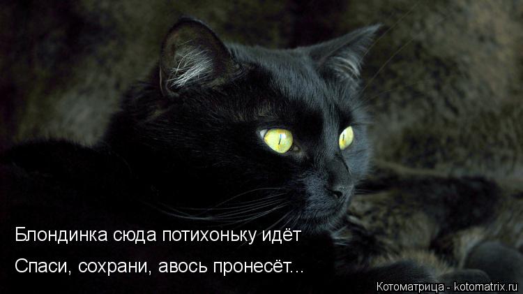 Котоматрица: Блондинка сюда потихоньку идёт Спаси, сохрани, авось пронесёт...