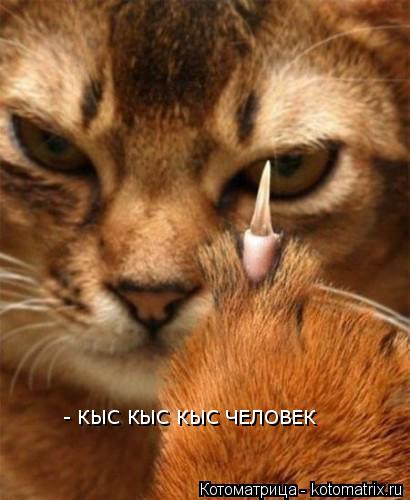 Котоматрица: - КЫС КЫС КЫС ЧЕЛОВЕК