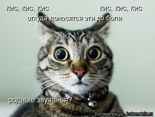 Котоматрица: кис, кис, кис кис, кис, кис откуда доносятся эти до боли  родные звучанья?...