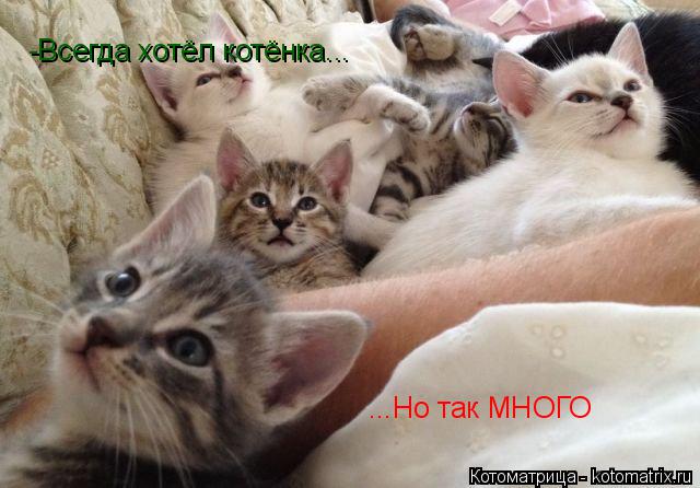 Котоматрица: -Всегда хотёл котёнка... ...Но так МНОГО