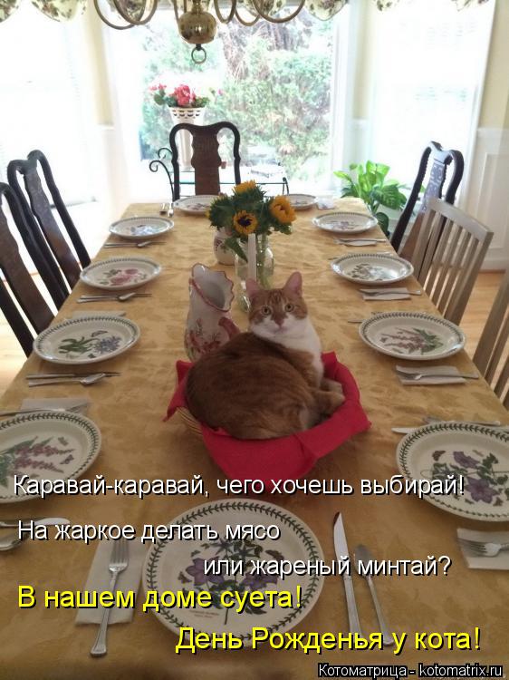 Каравай-каравай, чего хочешь выбирай! На жаркое делать мясо или жареный минтай? В нашем доме суета! Д... Котоматрица: Каравай-каравай, чего хочешь выбирай! На жаркое делать мясо или жареный минтай? В нашем доме суета! День Рожденья у кота!