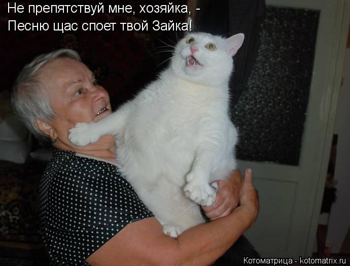 Котоматрица: Не препятствуй мне, хозяйка, - Песню щас споет твой Зайка!