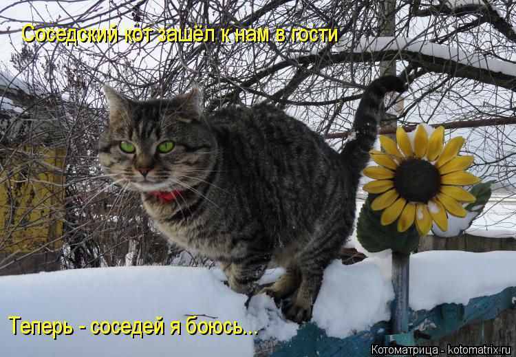 Котоматрица: Соседский кот зашёл к нам в гости Теперь - соседей я боюсь...