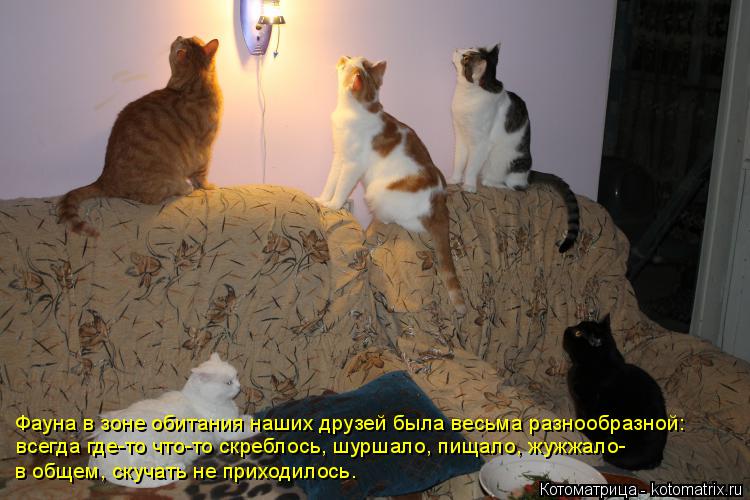 Котоматрица: Фауна в зоне обитания наших друзей была весьма разнообразной: всегда где-то что-то скреблось, шуршало, пищало, жужжало- в общем, скучать не п