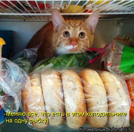 Котоматрица: -Меняю все, что есть в этом холодильнике  на одну рыбку!