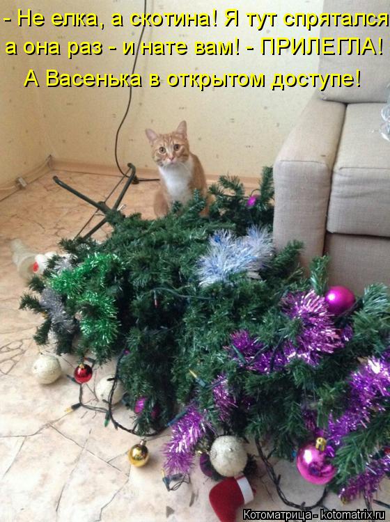 - Не елка, а скотина! Я тут спрятался, а она раз - и нате вам! - ПРИЛЕГЛА! А Васенька в открытом дост... Котоматрица: - Не елка, а скотина! Я тут спрятался, а она раз - и нате вам! - ПРИЛЕГЛА! А Васенька в открытом доступе!