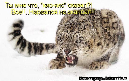 Котоматрица: Ты мне что, "кис-кис" сказал?! Все!!..Нарвался на скандал!!