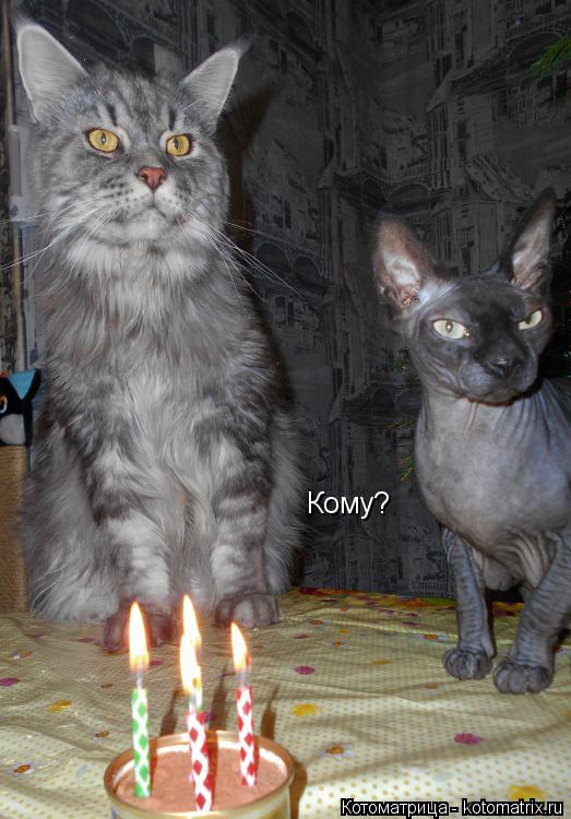 Кому?... Котоматрица: Кому?