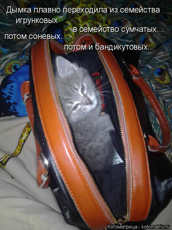 в семейство сумчатых... игрунковых потом соневых... потом и бандикутовых... Дымка плавно переходила и... Котоматрица: в семейство сумчатых... игрунковых потом соневых... потом и бандикутовых... Дымка плавно переходила из семейства