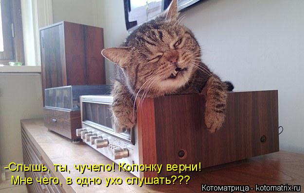 Котоматрица: -Слышь, ты, чучело! Колонку верни!  Мне чего, в одно ухо слушать???