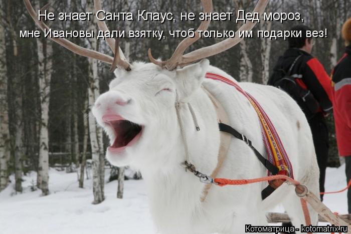 Котоматрица: Не знает Санта Клаус, не знает Дед мороз, мне Ивановы дали взятку, чтоб только им подарки вез!