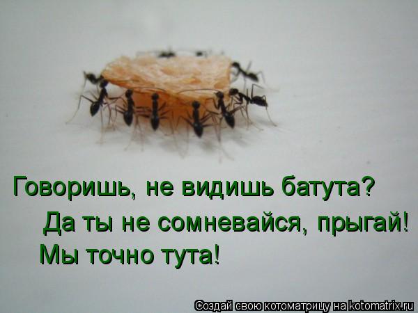 Говоришь, не видишь батута? Да ты не сомневайся, прыгай! Мы точно тута!... Котоматрица: Говоришь, не видишь батута? Да ты не сомневайся, прыгай! Мы точно тута!