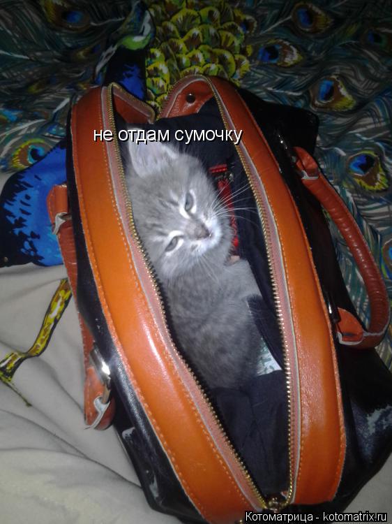 не отдам сумочку... Котоматрица: не отдам сумочку