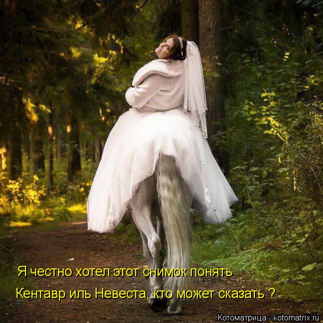 Я честно хотел этот снимок понять Кентавр иль Невеста, кто может сказать ?... Котоматрица: Я честно хотел этот снимок понять Кентавр иль Невеста, кто может сказать ?