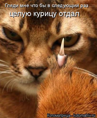 Котоматрица: Гляди мне что бы в следующий раз  целую курицу отдал