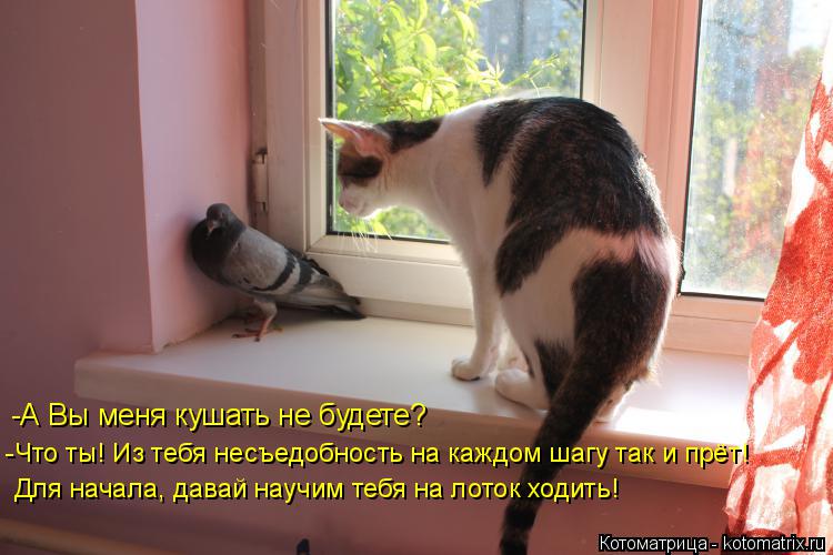 Котоматрица: -А Вы меня кушать не будете? -Что ты! Из тебя несъедобность на каждом шагу так и прёт! Для начала, давай научим тебя на лоток ходить!