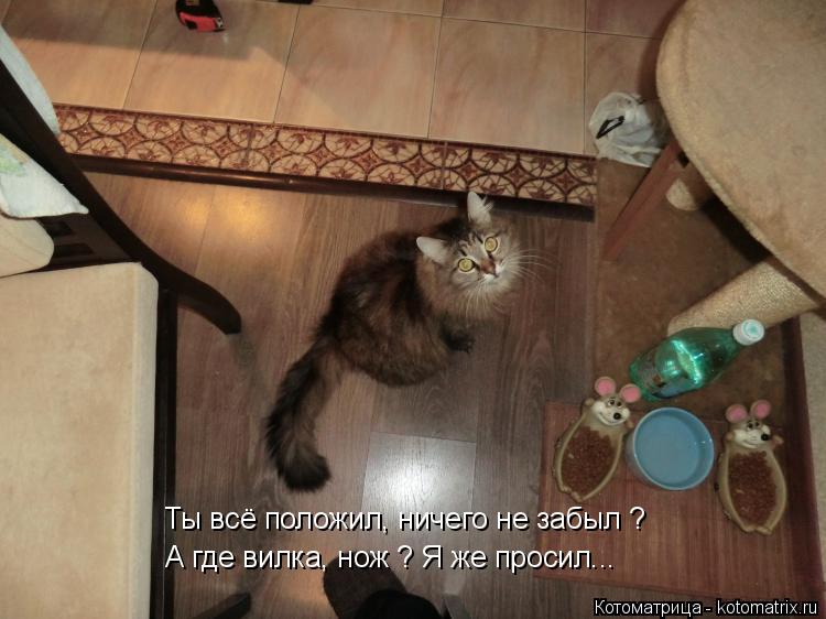 Ты всё положил, ничего не забыл ? А где вилка, нож ? Я же просил...... Котоматрица: Ты всё положил, ничего не забыл ? А где вилка, нож ? Я же просил...