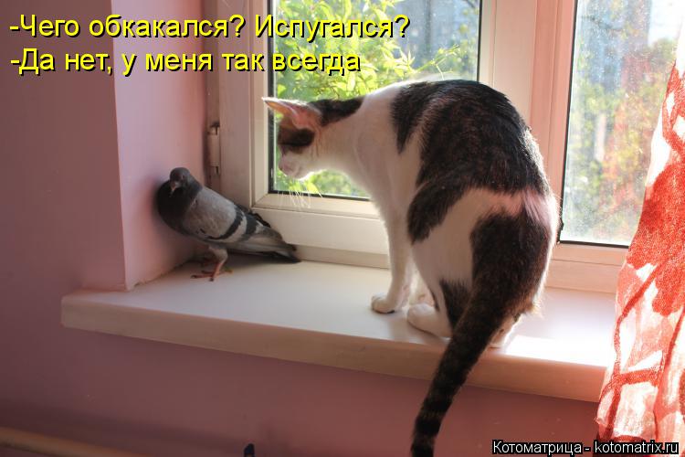 Котоматрица: -Чего обкакался? Испугался? -Да нет, у меня так всегда