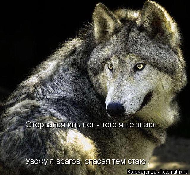Оторвался иль нет - того я не знаю Увожу я врагов, спасая тем стаю .... Котоматрица: Оторвался иль нет - того я не знаю Увожу я врагов, спасая тем стаю .