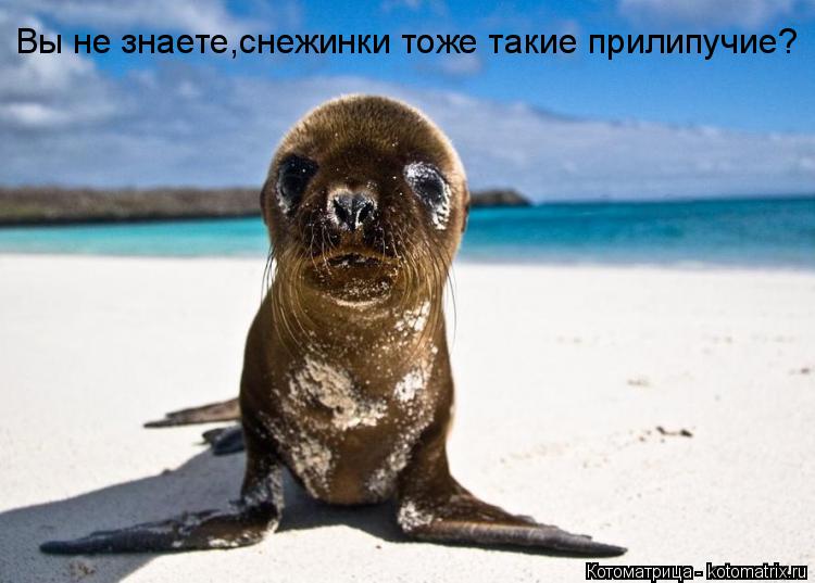 Вы не знаете,снежинки тоже такие прилипучие?... Котоматрица: Вы не знаете,снежинки тоже такие прилипучие?