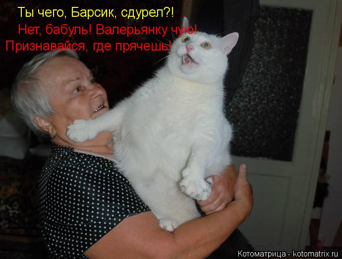 Котоматрица: Ты чего, Барсик, сдурел?! Нет, бабуль! Валерьянку чую! Признавайся, где прячешь!