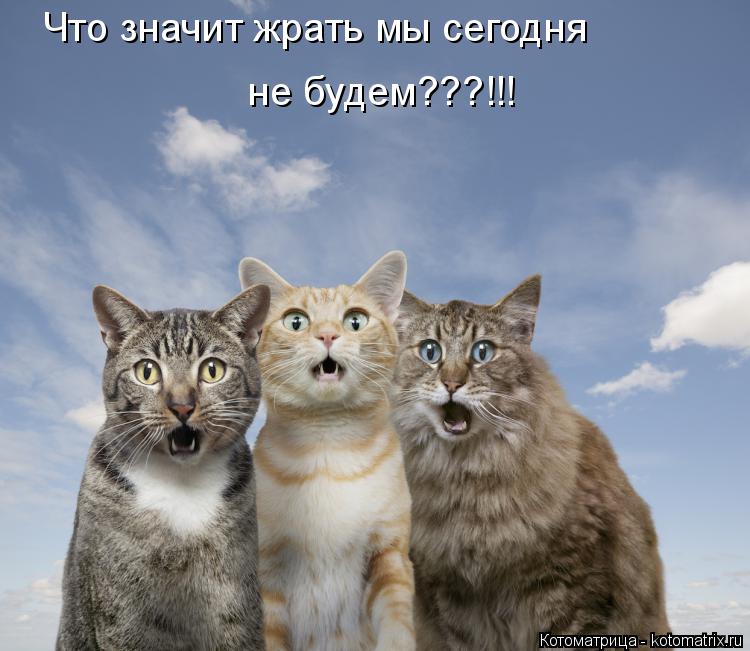 Котоматрица: Что значит жрать мы сегодня не будем???!!!