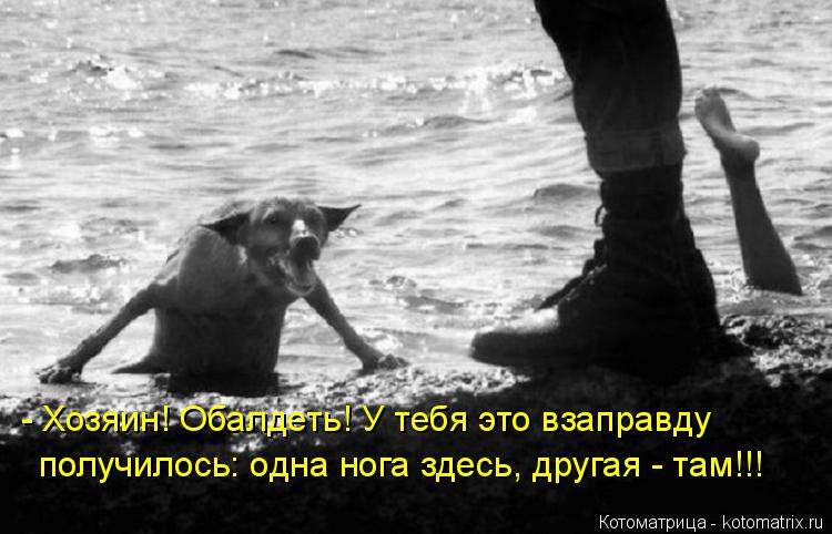 - Хозяин! Обалдеть! У тебя это взаправду получилось: одна нога здесь, другая - там!!!... Котоматрица: - Хозяин! Обалдеть! У тебя это взаправду получилось: одна нога здесь, другая - там!!!