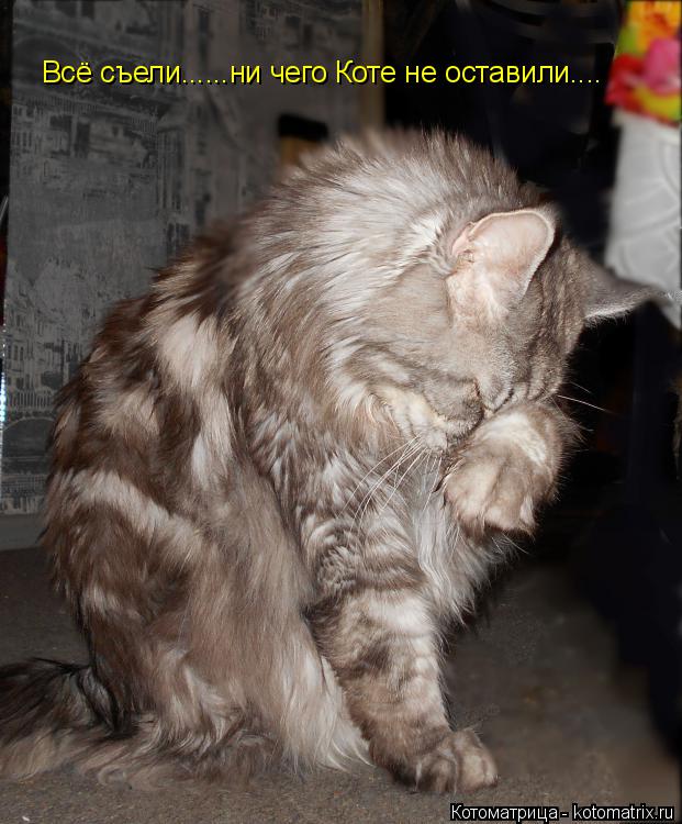 Котоматрица: Всё съели......ни чего Коте не оставили....