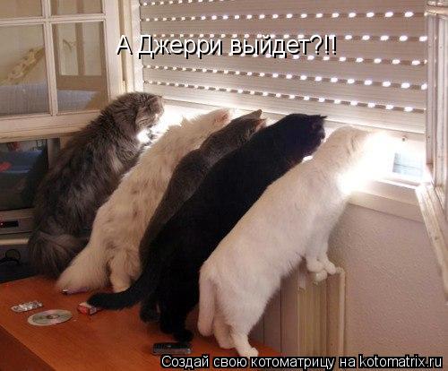 Котоматрица: А Джерри выйдет?!!