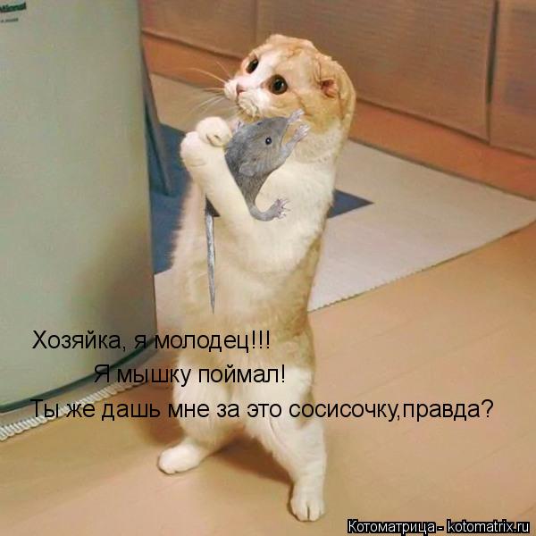 Хозяйка, я молодец!!! Я мышку поймал! Ты же дашь мне за это сосисочку,правда?... Котоматрица: Хозяйка, я молодец!!! Я мышку поймал! Ты же дашь мне за это сосисочку,правда?