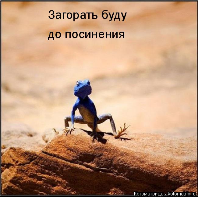 Загорать буду до посинения... Котоматрица: Загорать буду до посинения