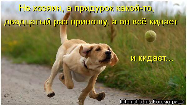 Не хозяин, а придурок какой-то, двадцатый раз приношу, а он всё кидает и кидает...... Котоматрица: Не хозяин, а придурок какой-то, двадцатый раз приношу, а он всё кидает и кидает...