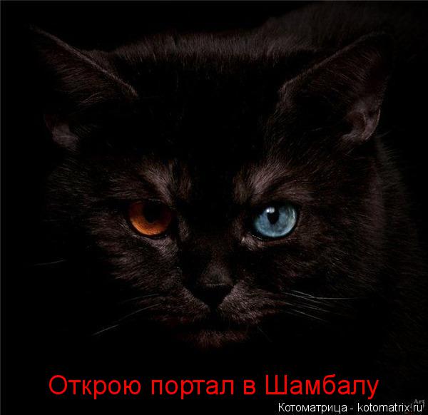 Открою портал в Шамбалу... Котоматрица: Открою портал в Шамбалу