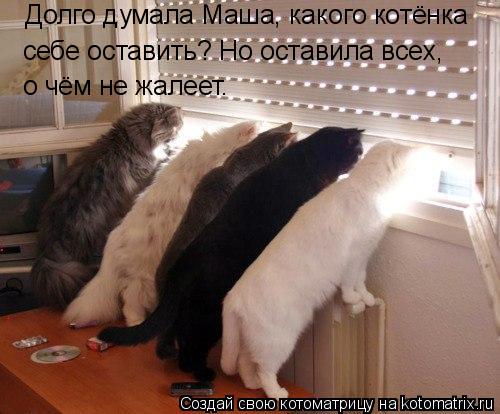 Котоматрица: Долго думала Маша, какого котёнка себе оставить? Но оставила всех, о чём не жалеет.