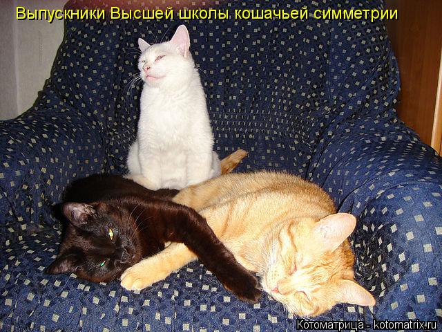 Выпускники Высшей школы кошачьей симметрии... Котоматрица: Выпускники Высшей школы кошачьей симметрии