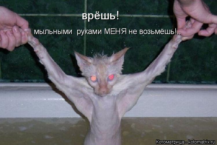 врёшь! мыльными руками МЕНЯ не возьмёшь!..... Котоматрица: врёшь! мыльными руками МЕНЯ не возьмёшь!..
