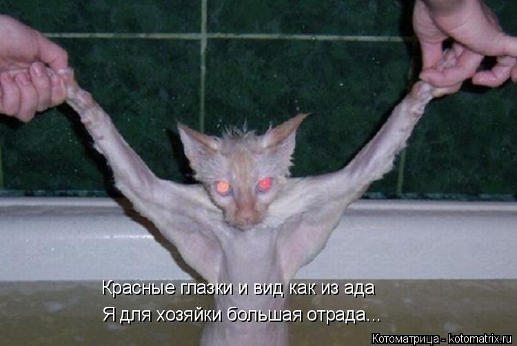 Красные глазки и вид как из ада Я для хозяйки большая отрада...... Котоматрица: Красные глазки и вид как из ада Я для хозяйки большая отрада...