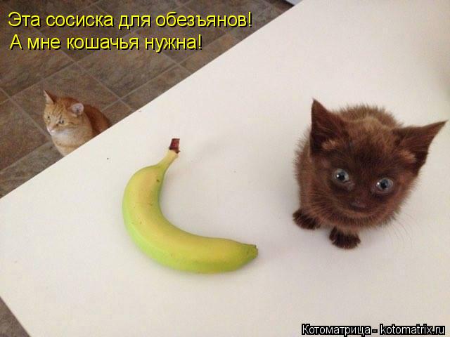 Эта сосиска для обезъянов! А мне кошачья нужна!... Котоматрица: Эта сосиска для обезъянов! А мне кошачья нужна!