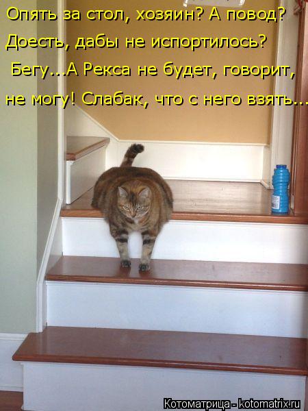 Котоматрица: Опять за стол, хозяин? А повод?  Доесть, дабы не испортилось?  Бегу...А Рекса не будет, говорит, не могу! Слабак, что с него взять...