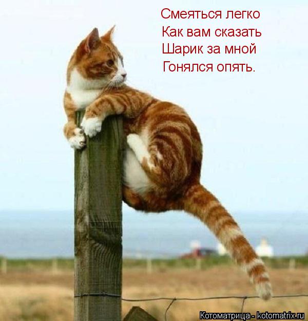 Смеяться легко Как вам сказать Шарик за мной Гонялся опять.... Котоматрица: Смеяться легко Как вам сказать Шарик за мной Гонялся опять.