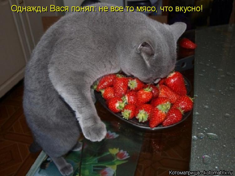 Однажды Вася понял: не все то мясо, что вкусно!... Котоматрица: Однажды Вася понял: не все то мясо, что вкусно!